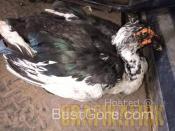 Voleur de poulets puni de son forfait au Kenya