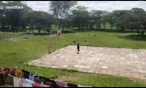 Footballeurs kenyans poursuivis par des singes