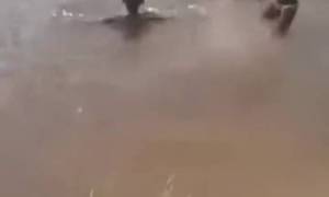Trois enfants gabonais surpris par un hippopotame