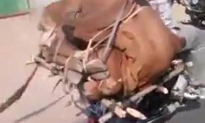 Un vache sur un moto Jarkata