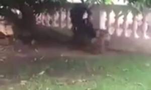 Le dimanche à Bamako c'est le zour de mariage